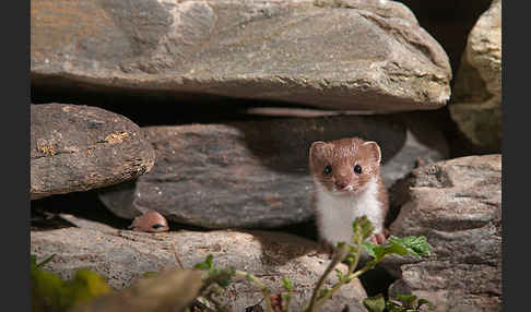 Mauswiesel (Mustela nivalis)