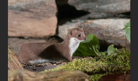 Mauswiesel (Mustela nivalis)