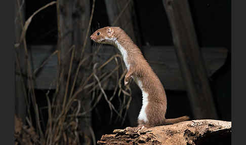 Mauswiesel (Mustela nivalis)