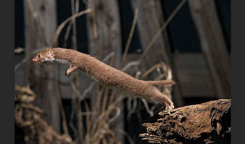 Mauswiesel (Mustela nivalis)