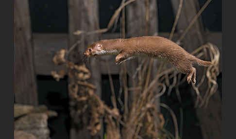 Mauswiesel (Mustela nivalis)