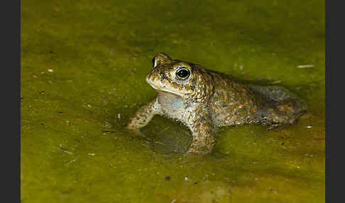 Kreuzkröte (Bufo calamita)