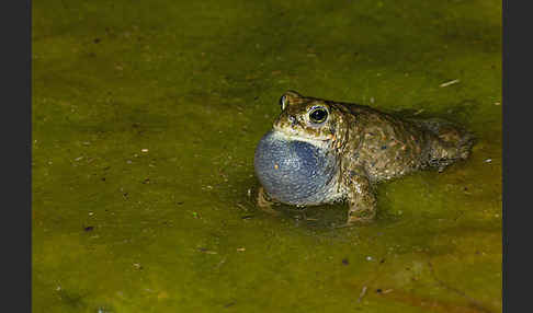 Kreuzkröte (Bufo calamita)