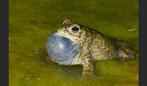 Kreuzkröte (Bufo calamita)