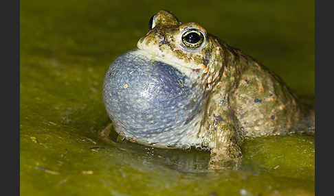 Kreuzkröte (Bufo calamita)