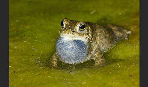 Kreuzkröte (Bufo calamita)