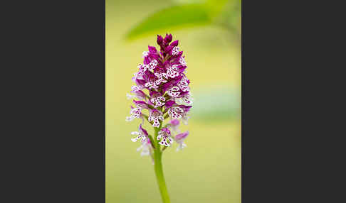 Dreizähniges Knabenkraut x Brand-Knabenkraut (Orchis tridentata x Orchis ustulata)