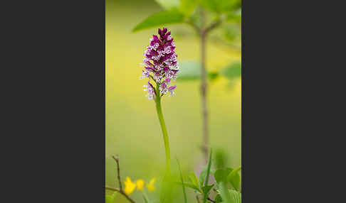 Dreizähniges Knabenkraut x Brand-Knabenkraut (Orchis tridentata x Orchis ustulata)