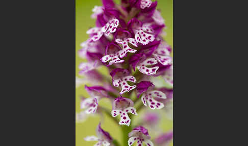 Dreizähniges Knabenkraut x Brand-Knabenkraut (Orchis tridentata x Orchis ustulata)