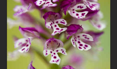 Dreizähniges Knabenkraut x Brand-Knabenkraut (Orchis tridentata x Orchis ustulata)