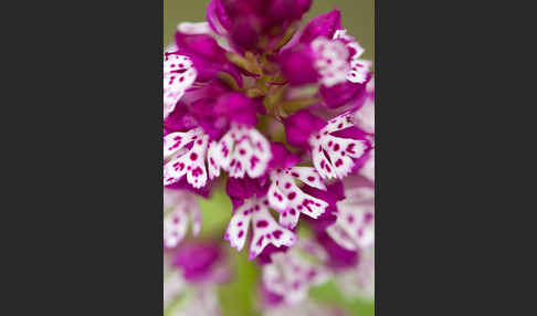 Dreizähniges Knabenkraut x Brand-Knabenkraut (Orchis tridentata x Orchis ustulata)