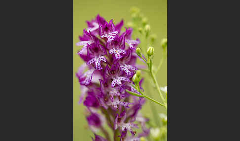 Dreizähniges Knabenkraut x Brand-Knabenkraut (Orchis tridentata x Orchis ustulata)