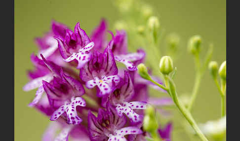 Dreizähniges Knabenkraut x Brand-Knabenkraut (Orchis tridentata x Orchis ustulata)