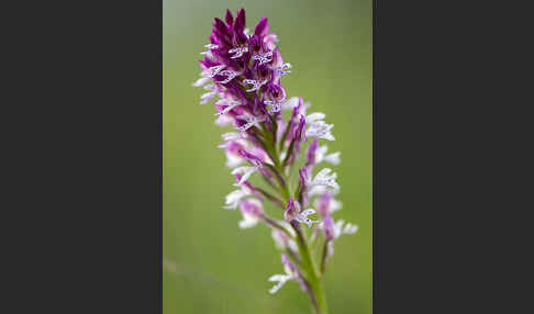 Dreizähniges Knabenkraut x Brand-Knabenkraut (Orchis tridentata x Orchis ustulata)