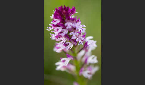 Dreizähniges Knabenkraut x Brand-Knabenkraut (Orchis tridentata x Orchis ustulata)