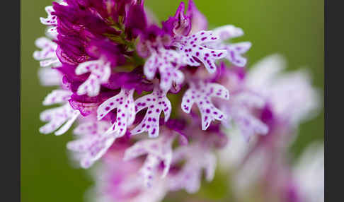 Dreizähniges Knabenkraut x Brand-Knabenkraut (Orchis tridentata x Orchis ustulata)