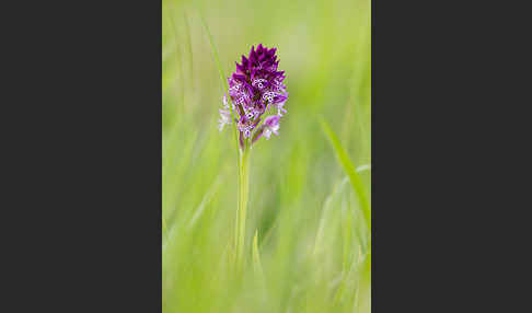 Dreizähniges Knabenkraut x Brand-Knabenkraut (Orchis tridentata x Orchis ustulata)