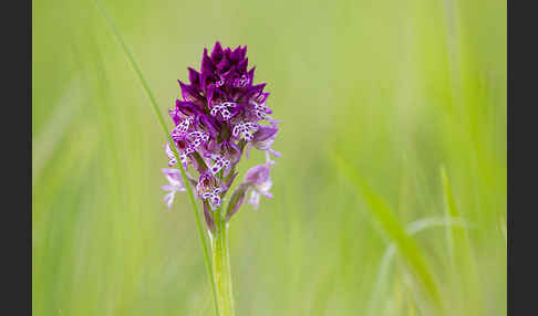 Dreizähniges Knabenkraut x Brand-Knabenkraut (Orchis tridentata x Orchis ustulata)