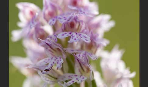 Dreizähniges Knabenkraut x Brand-Knabenkraut (Orchis tridentata x Orchis ustulata)