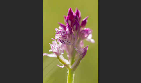 Dreizähniges Knabenkraut x Brand-Knabenkraut (Orchis tridentata x Orchis ustulata)