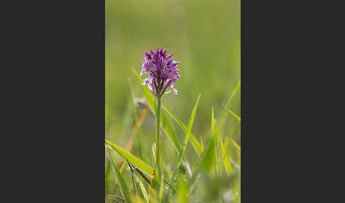 Dreizähniges Knabenkraut x Brand-Knabenkraut (Orchis tridentata x Orchis ustulata)