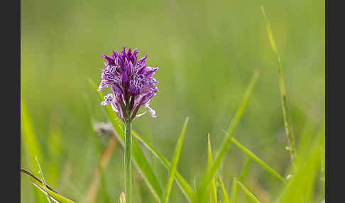 Dreizähniges Knabenkraut x Brand-Knabenkraut (Orchis tridentata x Orchis ustulata)