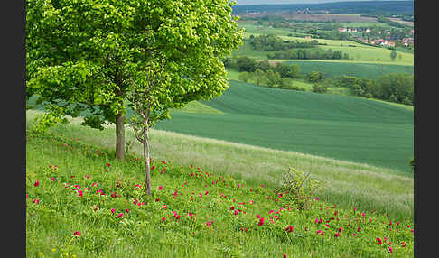 Pfingstrose (Paeonia broteroi)