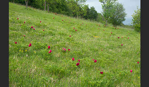 Pfingstrose (Paeonia broteroi)