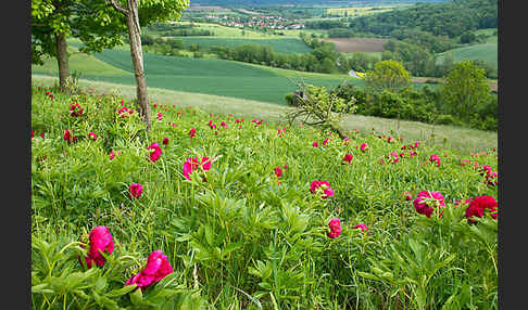 Pfingstrose (Paeonia broteroi)