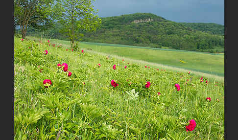 Pfingstrose (Paeonia broteroi)