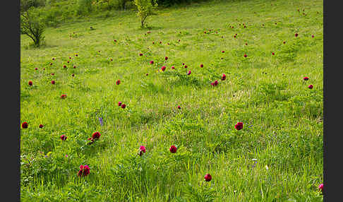 Pfingstrose (Paeonia broteroi)