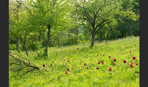 Pfingstrose (Paeonia broteroi)