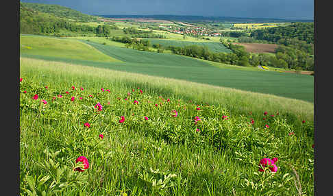 Pfingstrose (Paeonia broteroi)