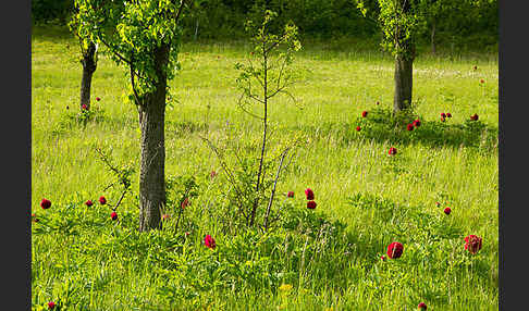 Pfingstrose (Paeonia broteroi)