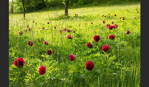 Pfingstrose (Paeonia broteroi)