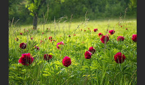 Pfingstrose (Paeonia broteroi)