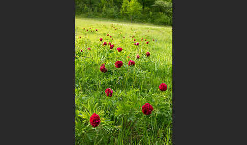 Pfingstrose (Paeonia broteroi)