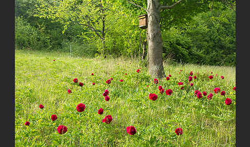 Pfingstrose (Paeonia broteroi)