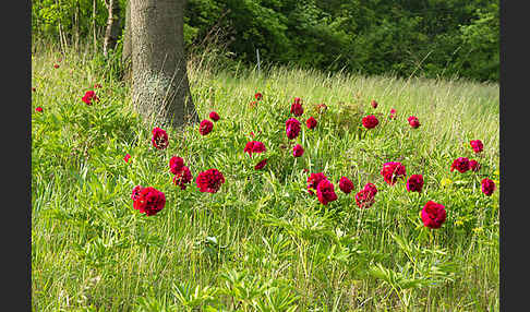 Pfingstrose (Paeonia broteroi)