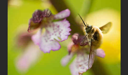 Purpur-Knabenkraut (Orchis purpurea)