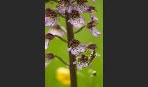 Purpur-Knabenkraut (Orchis purpurea)