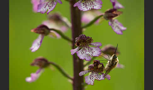 Purpur-Knabenkraut (Orchis purpurea)