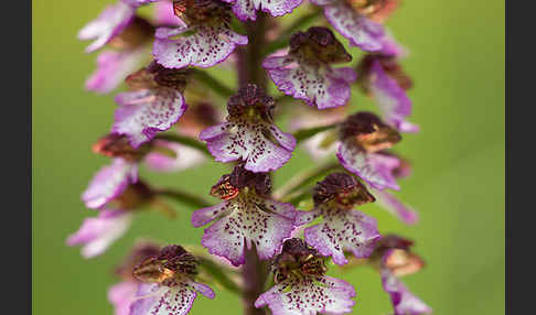 Purpur-Knabenkraut (Orchis purpurea)