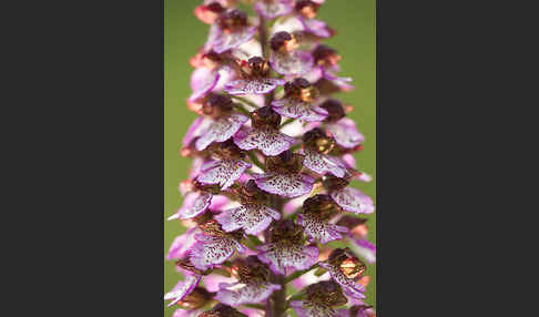 Purpur-Knabenkraut (Orchis purpurea)