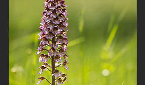 Purpur-Knabenkraut (Orchis purpurea)