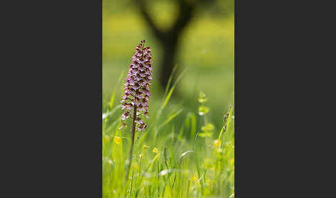 Purpur-Knabenkraut (Orchis purpurea)