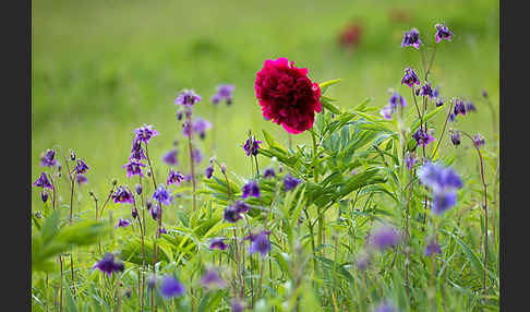 Pfingstrose (Paeonia broteroi)