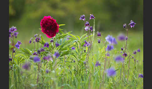 Pfingstrose (Paeonia broteroi)