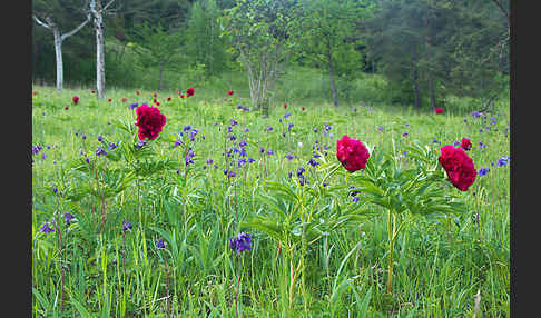 Pfingstrose (Paeonia broteroi)