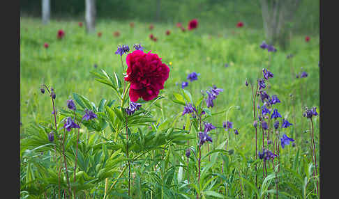 Pfingstrose (Paeonia broteroi)